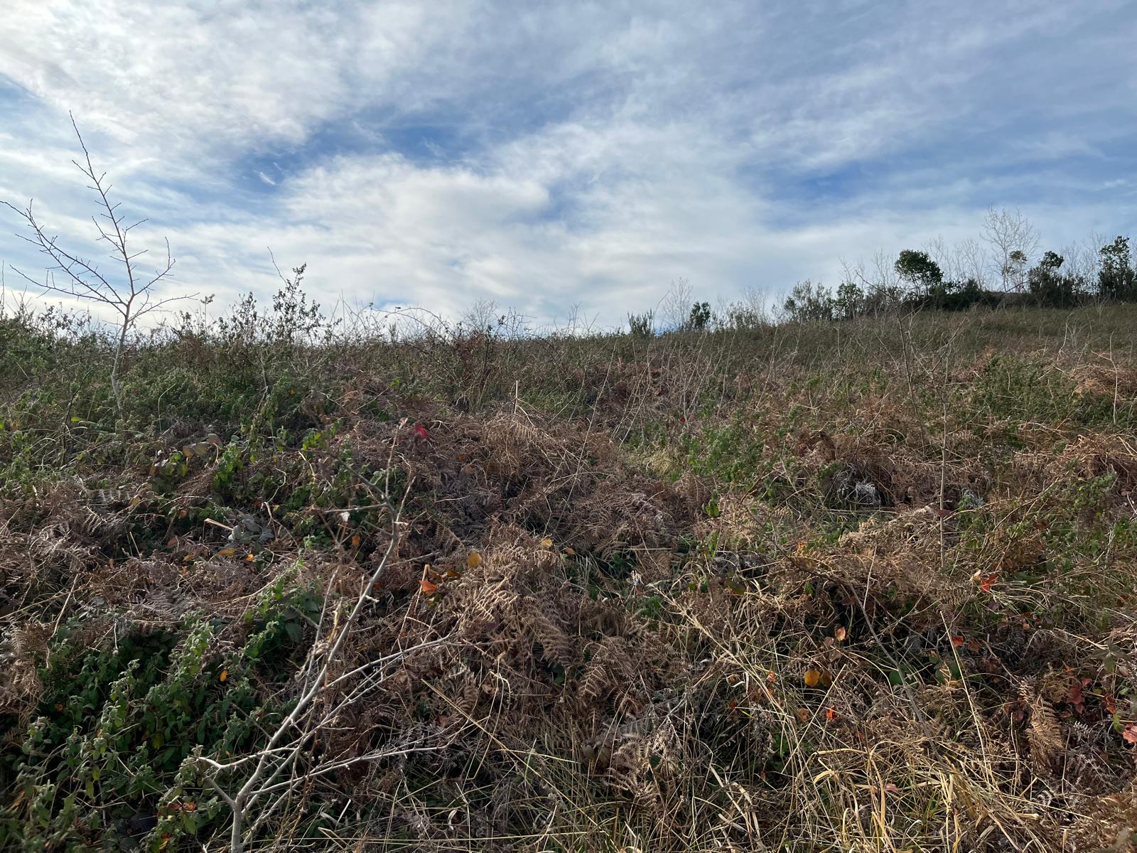 MABELDEN AYAZLI MAHALLESİNDE SATILIK 5 DÖNÜM ARAZİ